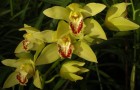 Дни орхидей в Ботаническом саду