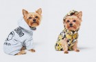 В коллекцию Moschino x H&M войдет одежда для животных