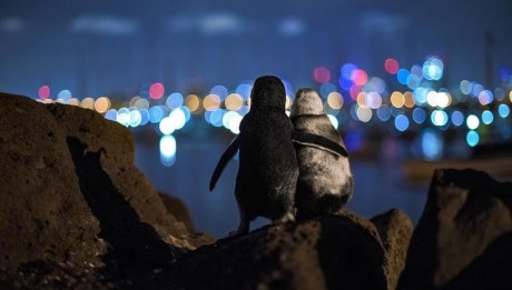 пара пингвинов любуется вечерним Мельбурном, обнявшись