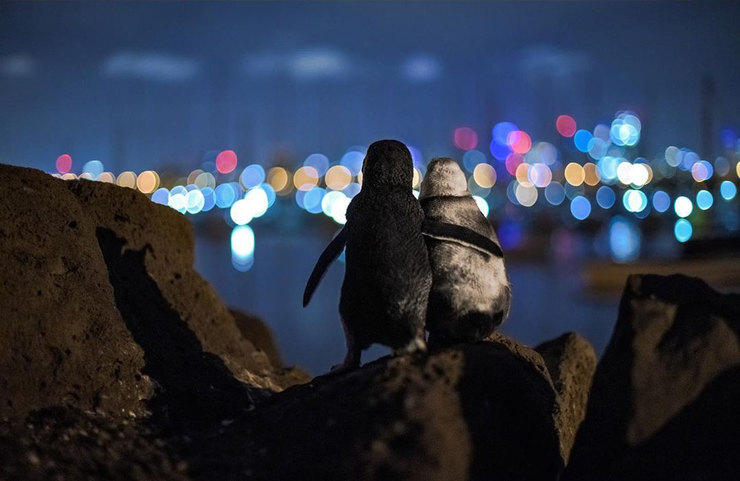 пара пингвинов любуется вечерним Мельбурном, обнявшись