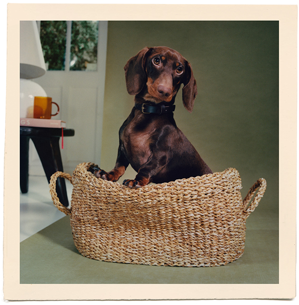 Zara Home Pets Collection (1)